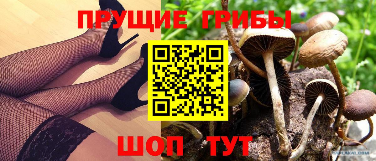 Галлюциногенные грибы Psilocybine cubensis Карачаевск